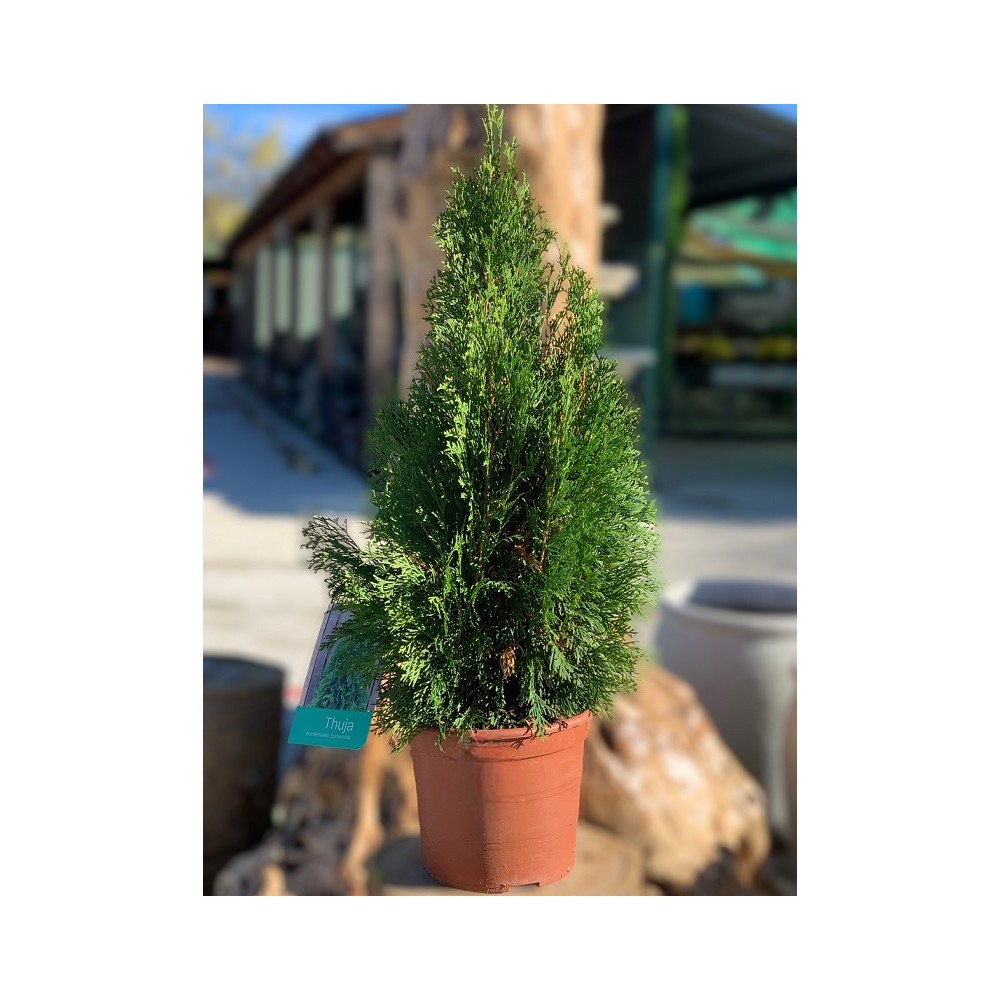THUJA OCCIDENTALIS