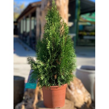 THUJA OCCIDENTALIS