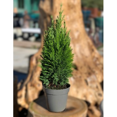 CONIFERA