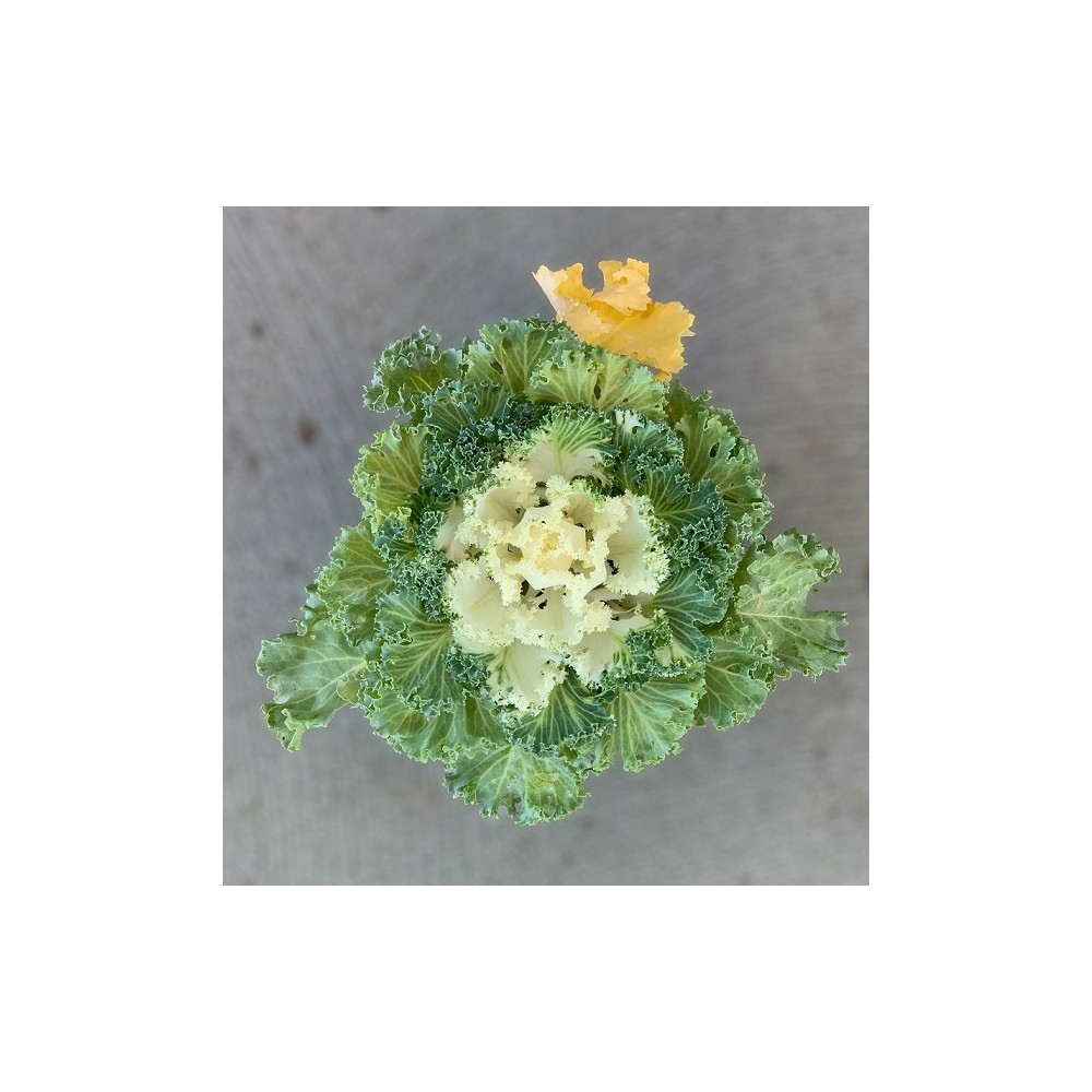 COL ORNAMENTAL