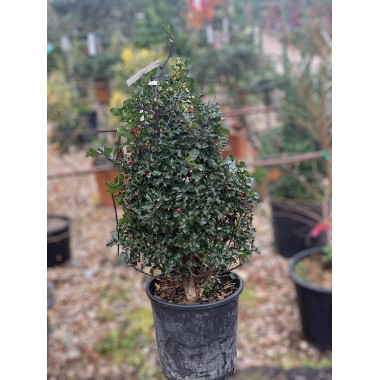ILEX
