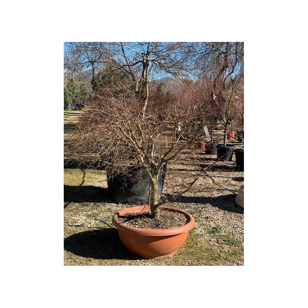 ACER PALMATUM OSAKAZUKI TARRINA 