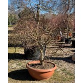 ACER PALMATUM OSAKAZUKI TARRINA 