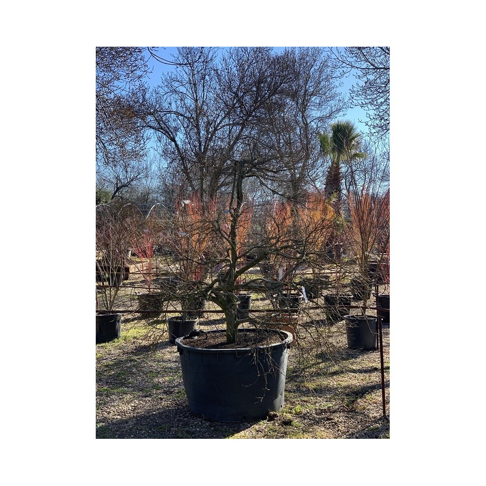 ACER PALMATUM DISSECTUM ORNATUM ATROPURPUREA 