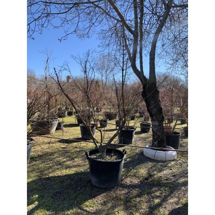 ACER PALMATUM SEIRYU