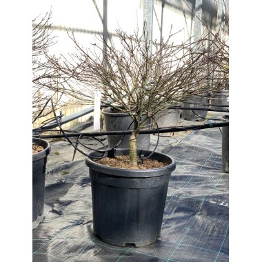 ACER PALMATUM KIYOHIME 