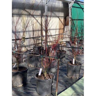 ACER PALMATUM ORIDONO-NISHIKI