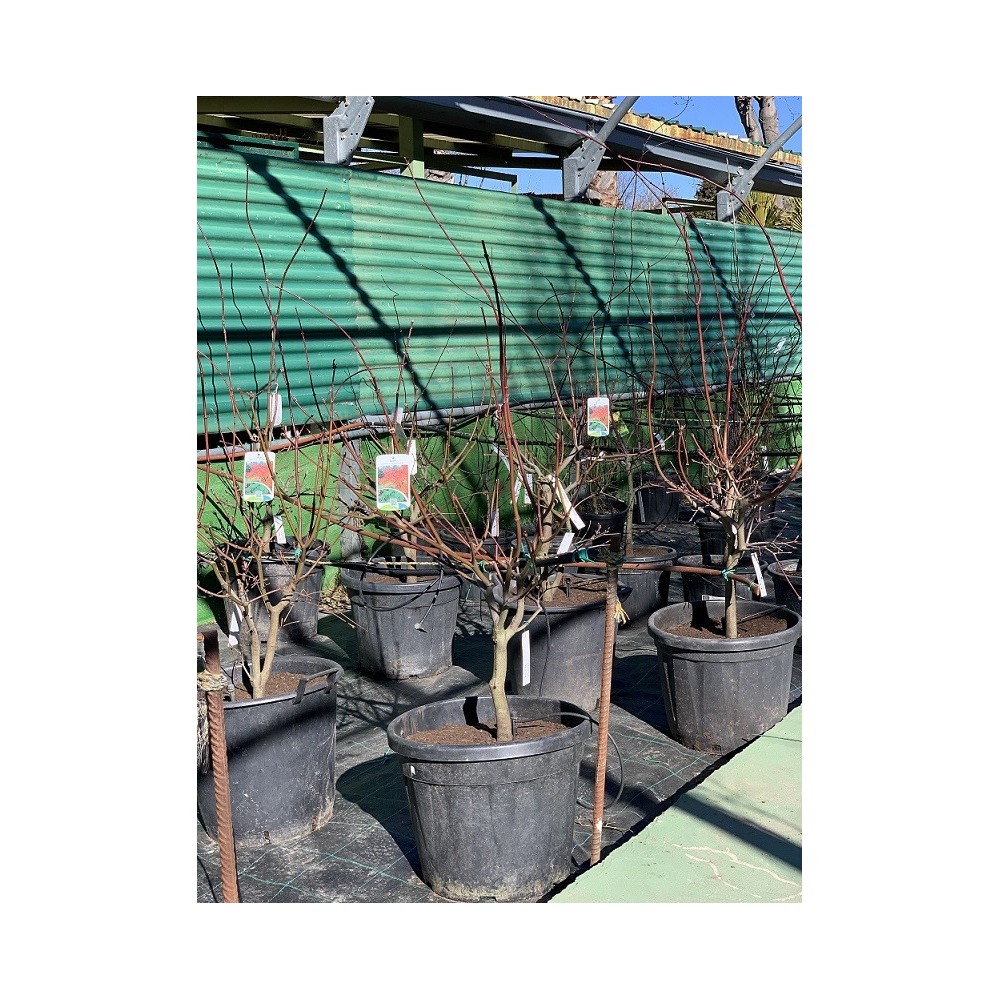 ACER PALMATUM ACONITIFOLIUM