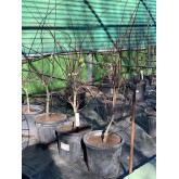 ACER PALMATUM SHERWOOD FLAME 