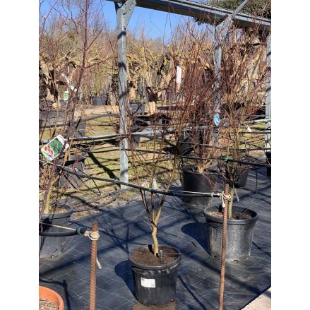 ACER PALMATUM SEIRYU
