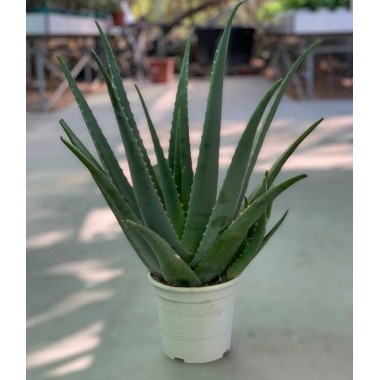 ALOE VERA