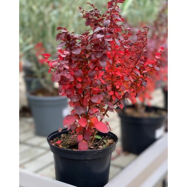 BERBERIS 