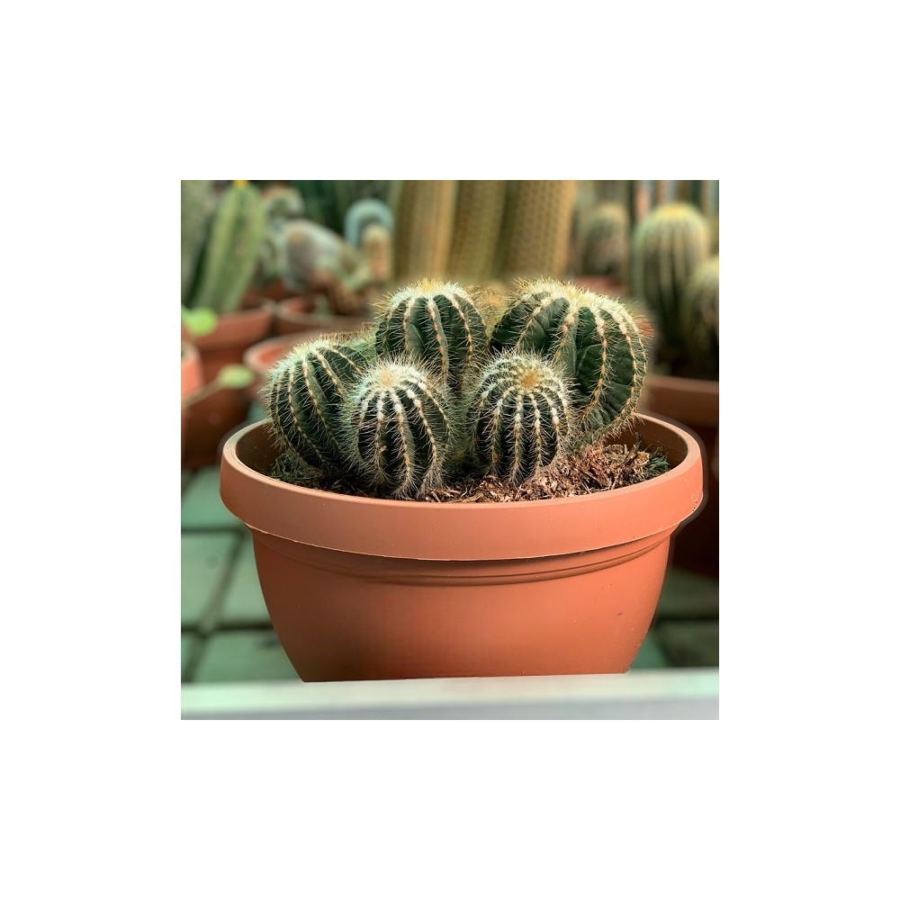 CACTUS