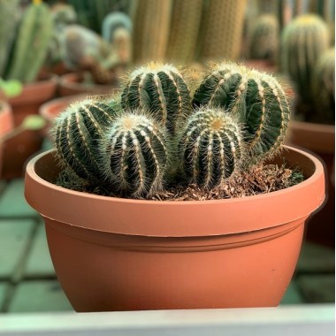 CACTUS