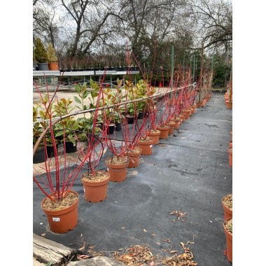 CORNUS ALBA