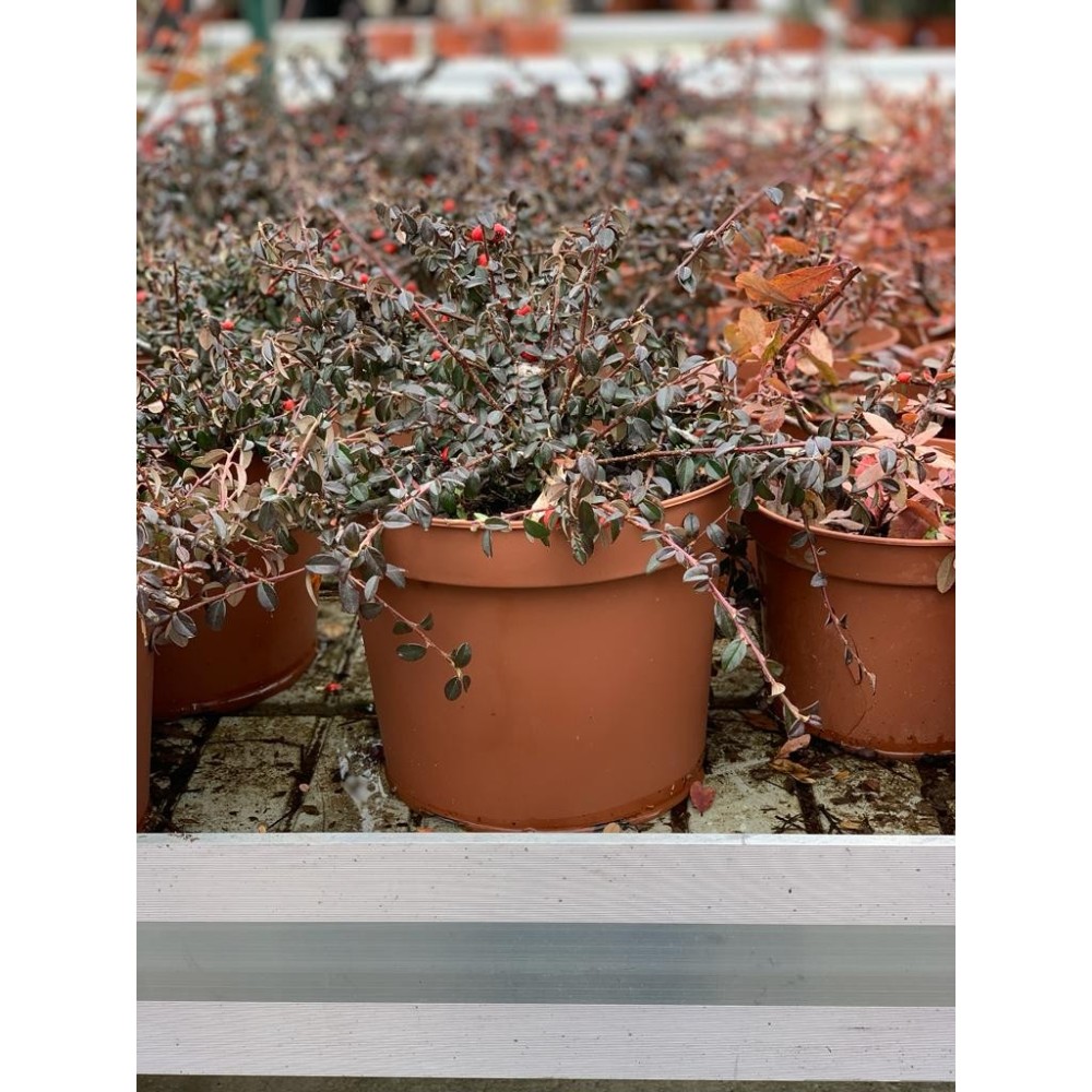 COTONEASTER