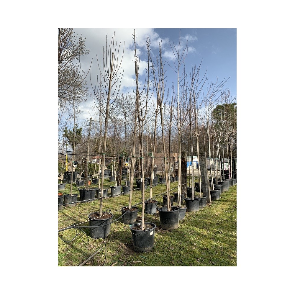 ACER PLATANOIDE COLUMNARE 