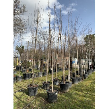 ACER PLATANOIDE COLUMNARE 
