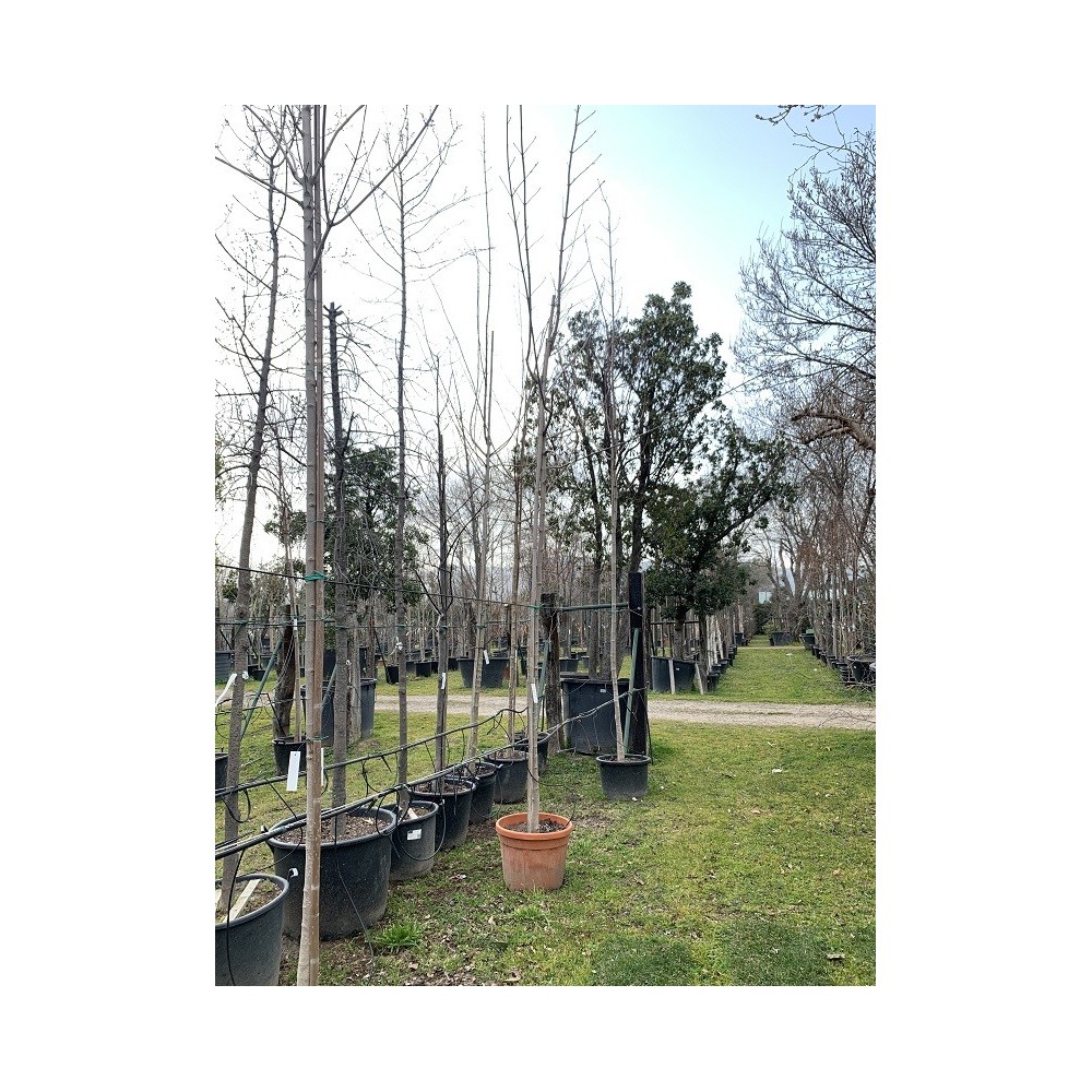 ACER PLATANOIDE
