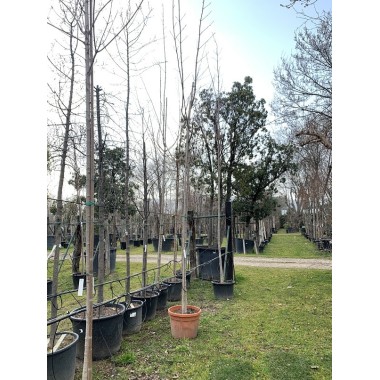 ACER PLATANOIDE
