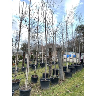 ACER SACHARINUM