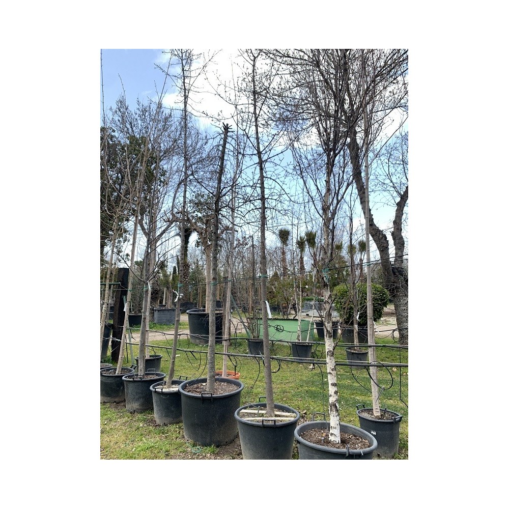 ACER MONTPELLIER