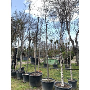 ACER MONTPELLIER