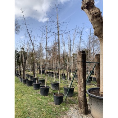 QUERCUS PALUSTRI 8/10