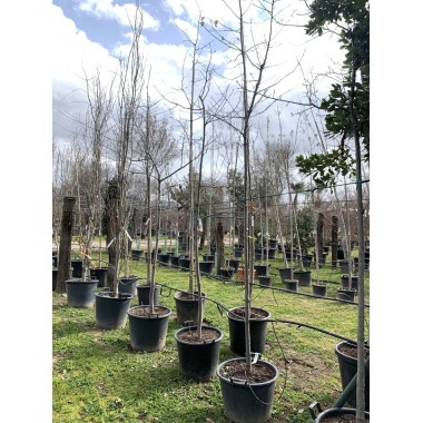QUERCUS RUBRA 8/10