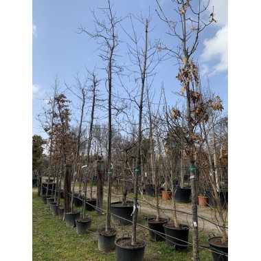 QUERCUS RUBRA