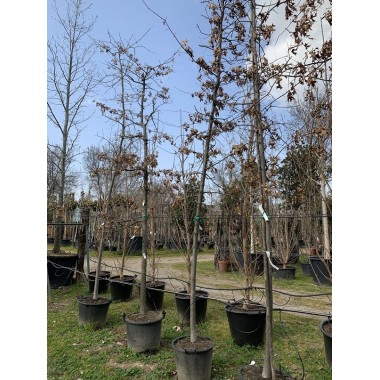 QUERCUS PALUSTRI