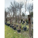 BETULA GRUPO