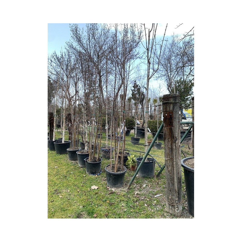 BETULA GRUPO
