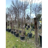 BETULA GRUPO