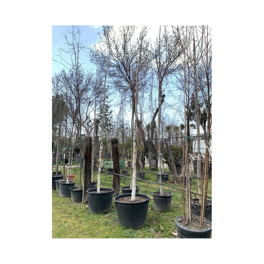 BETULA PENDULA YOUNGUI 16/18