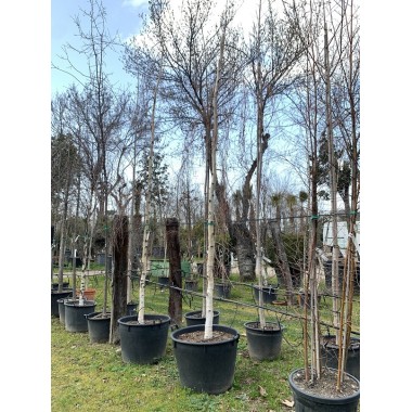 BETULA PENDULA YOUNGUI 16/18