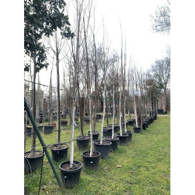 BETULA UTILIS