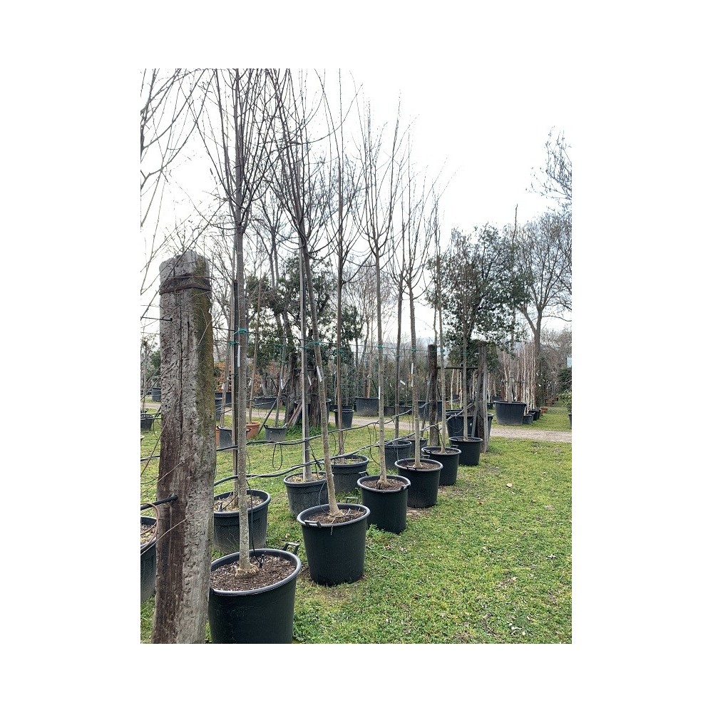 TILA CORDATA GREENSPIRE 12/14