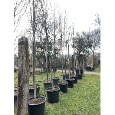TILA CORDATA GREENSPIRE 12/14