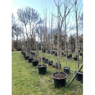 AESCULUS CARNEA BRIOTTI 10/12