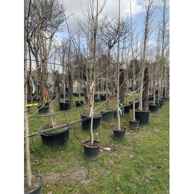 GINKO BILOBA 8/10