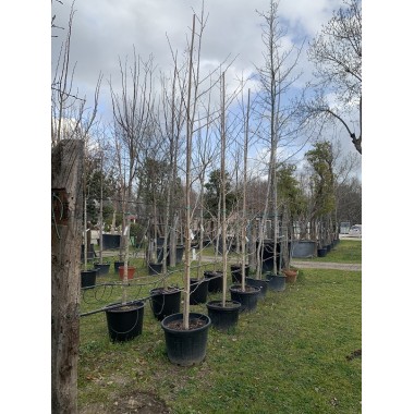 GINKGO BILOBA 