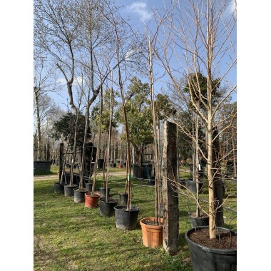 GLEDITSIA TRIACANTHOS 
