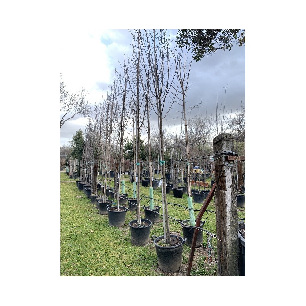 PYRUS CALLERIANA 