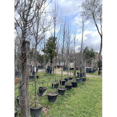 PYRUS CALLERYANA