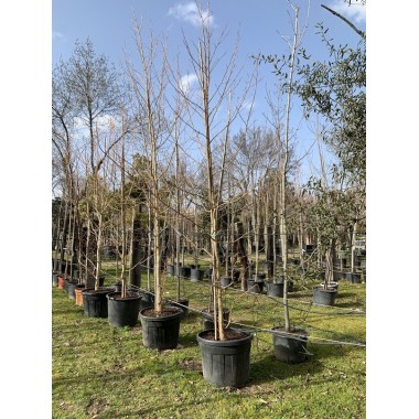 LIQUIDAMBAR 
