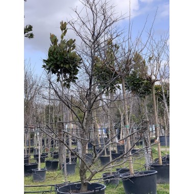 CERCIS CANADENSIS 