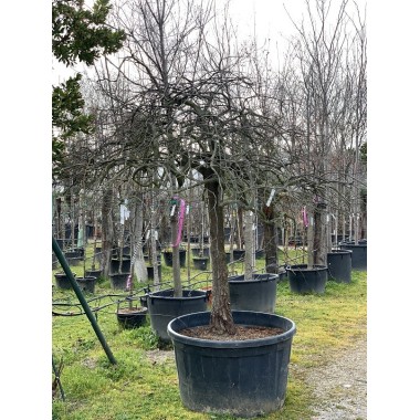CERCIS CANADENSIS PENDULA 