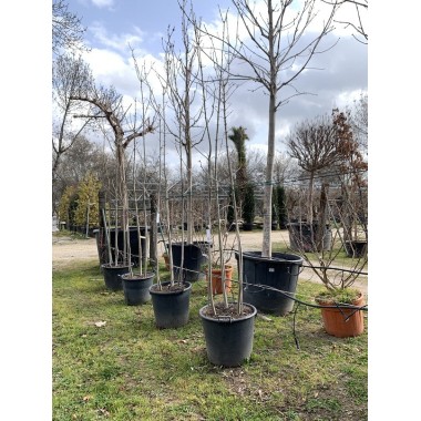 FRAXINUS MULTI TRONCO 