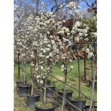 PYRUS CALLERIANA 